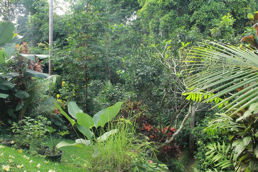 Aji Lodge Bungalow 우붓 객실 사진